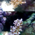 Colour and growth Shot