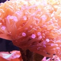 frogspawn
