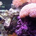 corner 125 gal