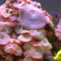 125 gal