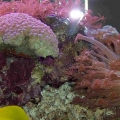 side of 125 gal