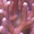 Seriatopora_subseriata