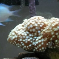 my first coral