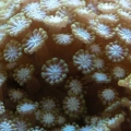 closeup