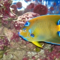 queen & clownfish