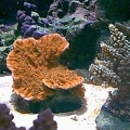 Orange_Cap-Frag