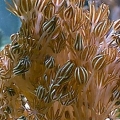 Smithsonian Super Pulsar Xenia