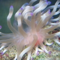 purple tip LTA