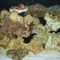 my small reef tank