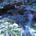 Black brittle star