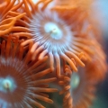 Zoos New Macro