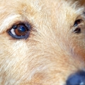 My Dog
