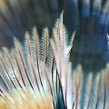 Feather Duster