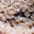 Cup coral Close!