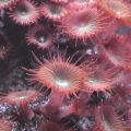 Button Polyps