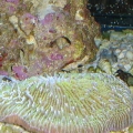 plate coral