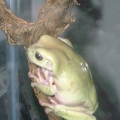 DSCF0006