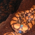 1 of2 Brazilian Rainbow Boas