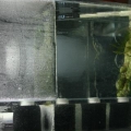 korrall sump 38 gal