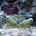 Emerald crab