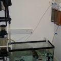 Sump and Refugium