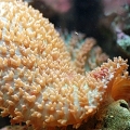 Macro Of Fuzzy Shroom