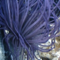 purple tube anemone
