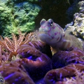 gobyclam
