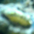 Weird_Slug_2