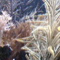 Yellow Tang