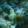 Goodslug