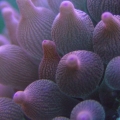 Rose Anemone
