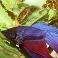 Betta01_1_