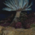 feather