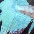 Betta02_1_