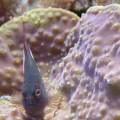 Arc_Eye_Hawkfish
