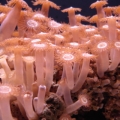 Polyp Country