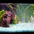 Freshwater Planted tank, the beginning