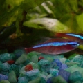 Cardinal Tetras