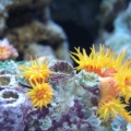 sunpolyps