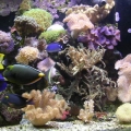 180 reef tank