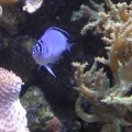180 reef tank