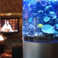 Reef tank room
