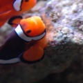 Clowns Breeding