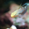 Court Jester Goby
