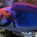 FairyWrasse