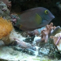 Kole Yellow Eye Tang