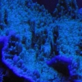 Another Monti Pic