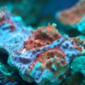 I Believe Echinophyllia aspera