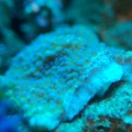 Blue Polyp Montipora